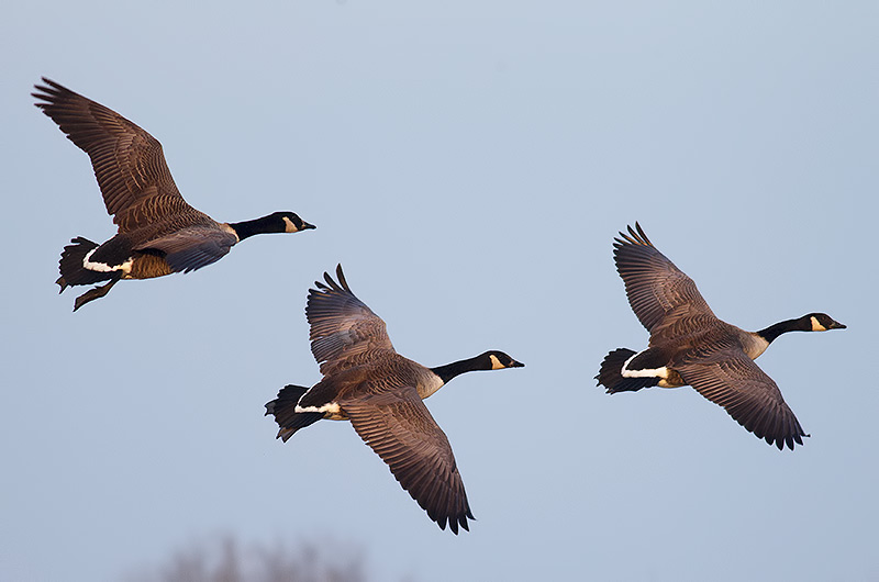 Canada geese