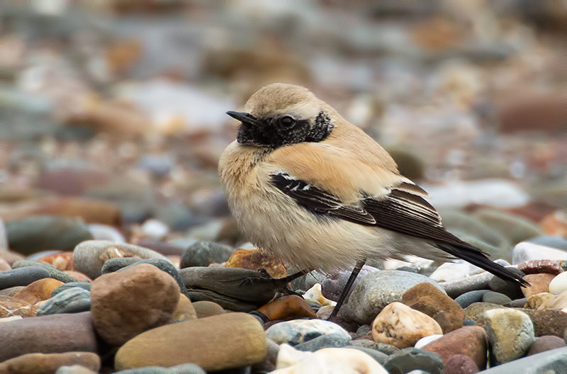 desert wheatear