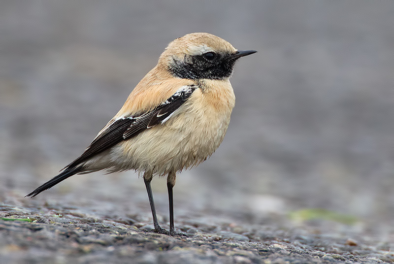 desert wheatear