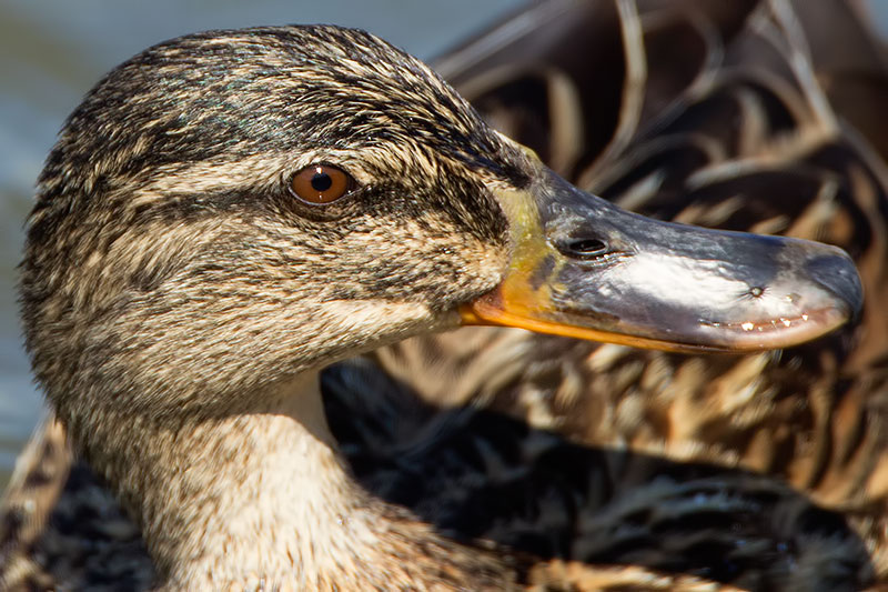 mallard