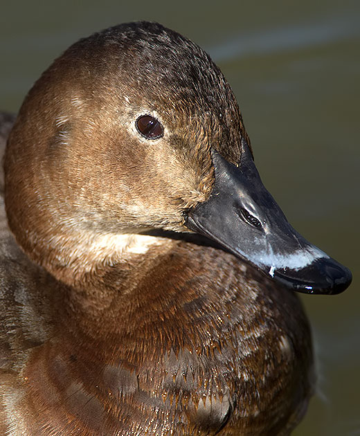 pochard