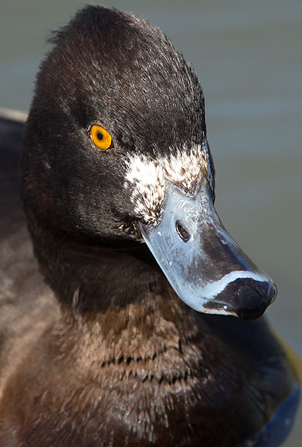 tufted duck