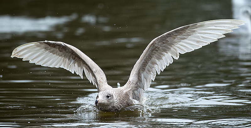 glaucous gull
