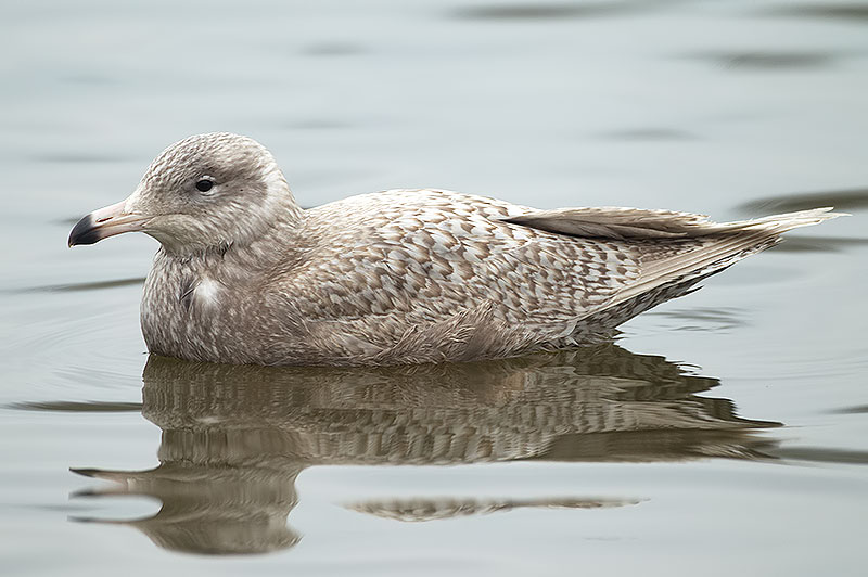glaucous gull