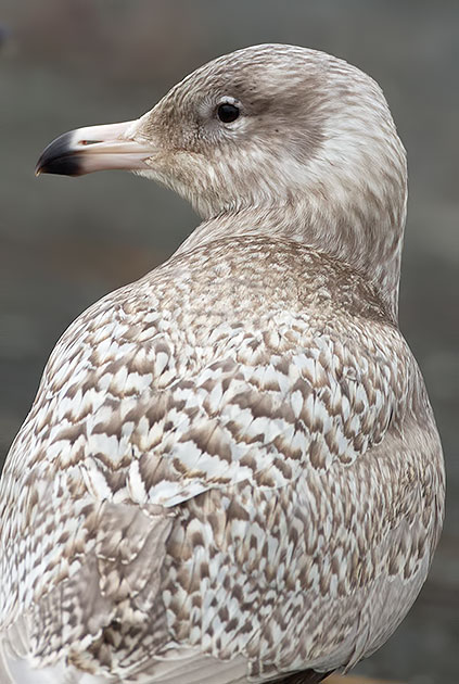 glaucous gull