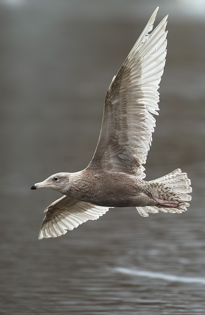 glaucous gull