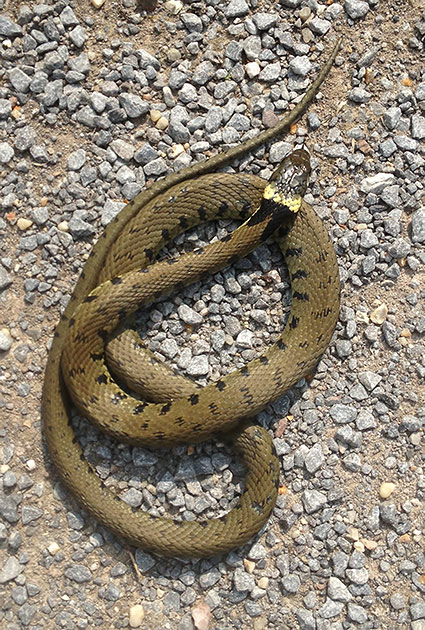 grass snake