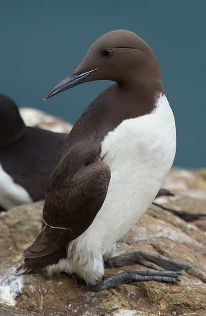 guillemot