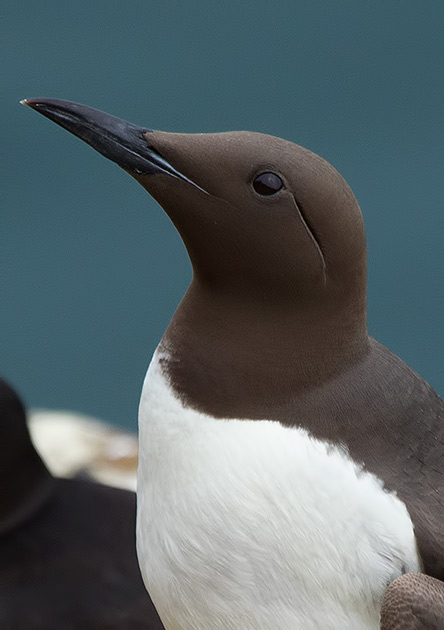 guillemot