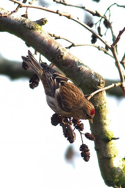 lesser redpoll