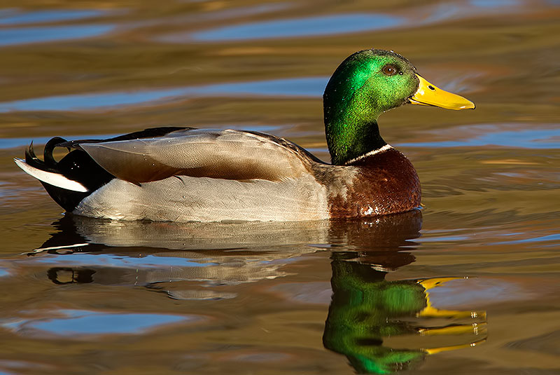 mallard