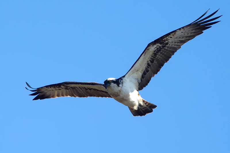 osprey