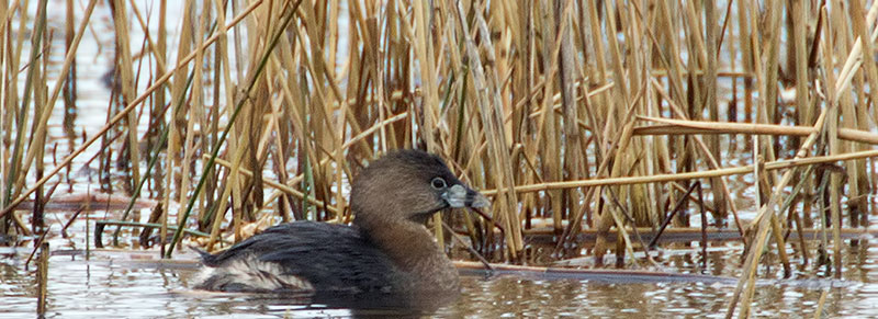 pied-billed grebe