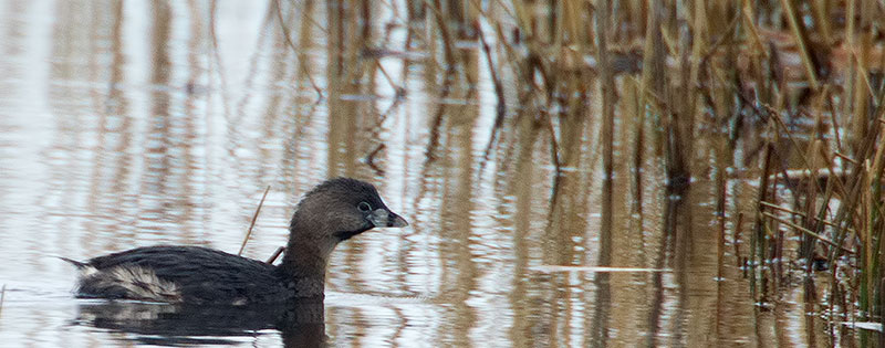 pied-billed grebe
