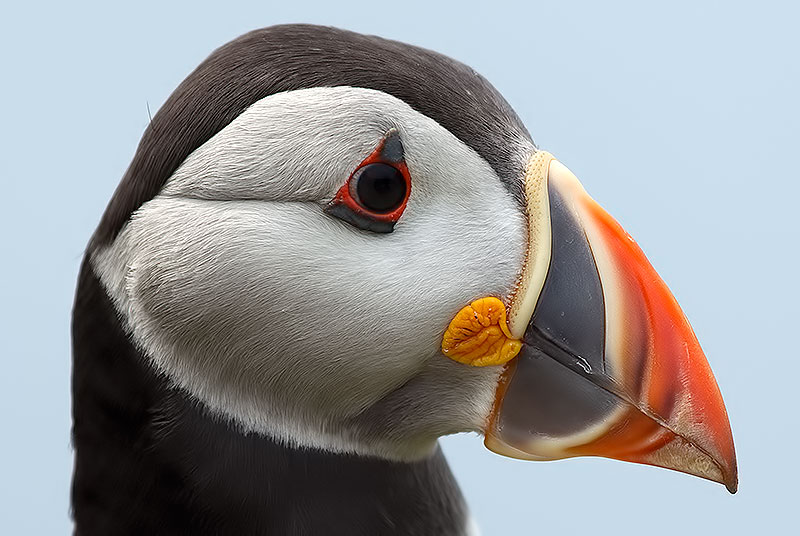 puffin