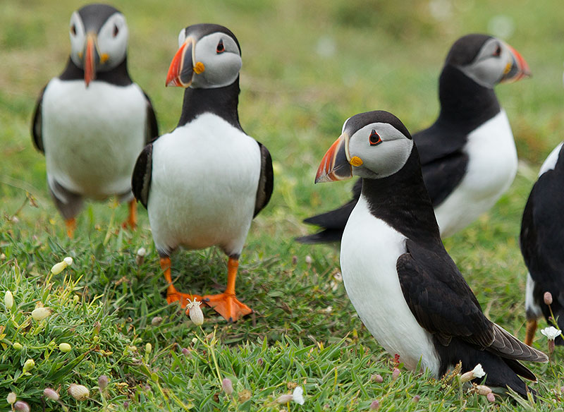 puffin
