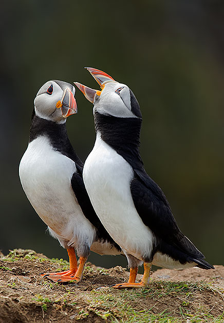 puffin