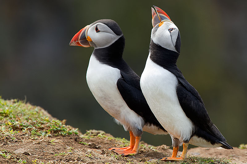 puffins