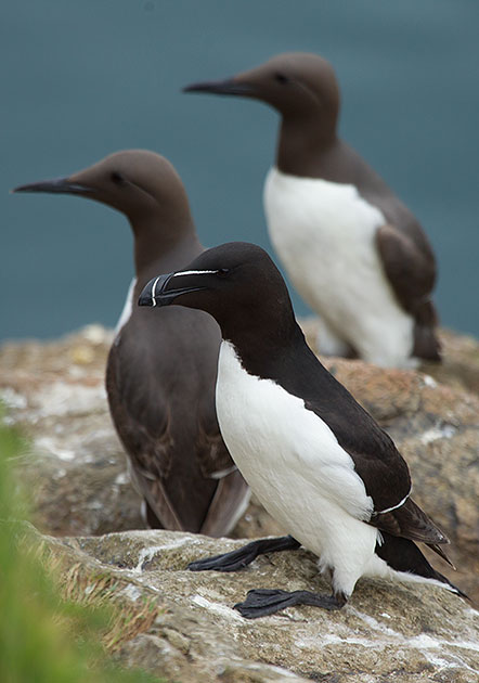 razorbill