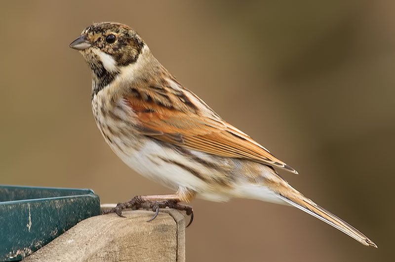 reed bunting