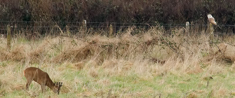 roe deer and barn owl