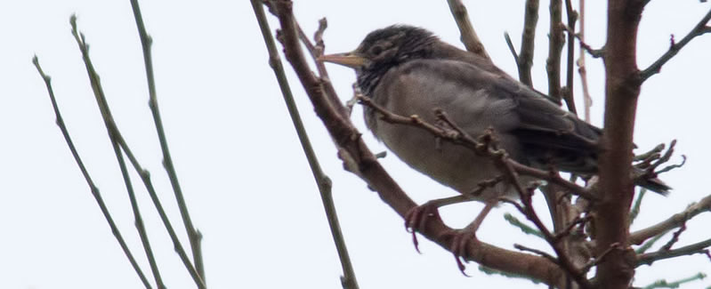 rose-coloured starling