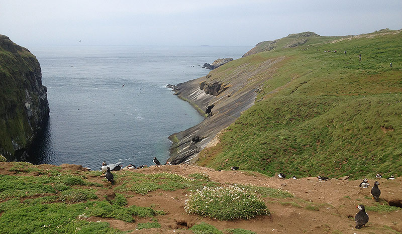 The Wick, Skomer