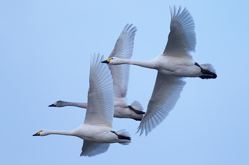 Bewick's swans