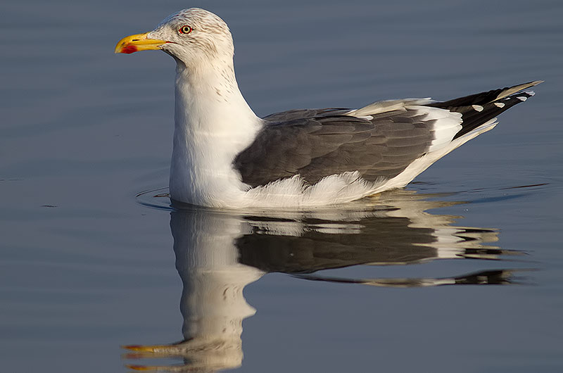 lesser black-backed gull