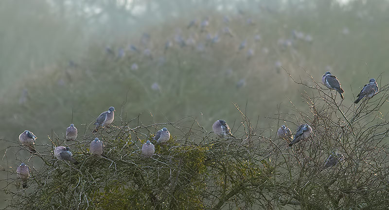 wood pigeons