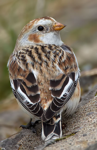 snow bunting