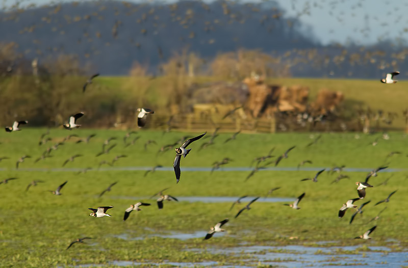 Tack Piece waders