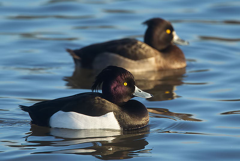 tufted ducks