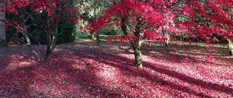 Westonbirt Arboretum