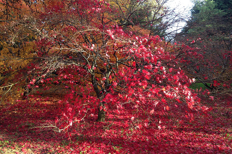 Westonbirt Arboretum