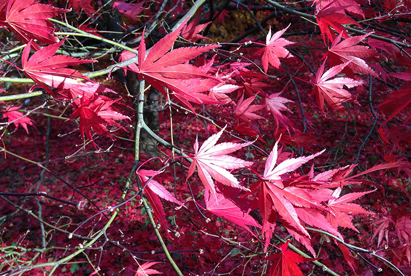 Westonbirt Arboretum