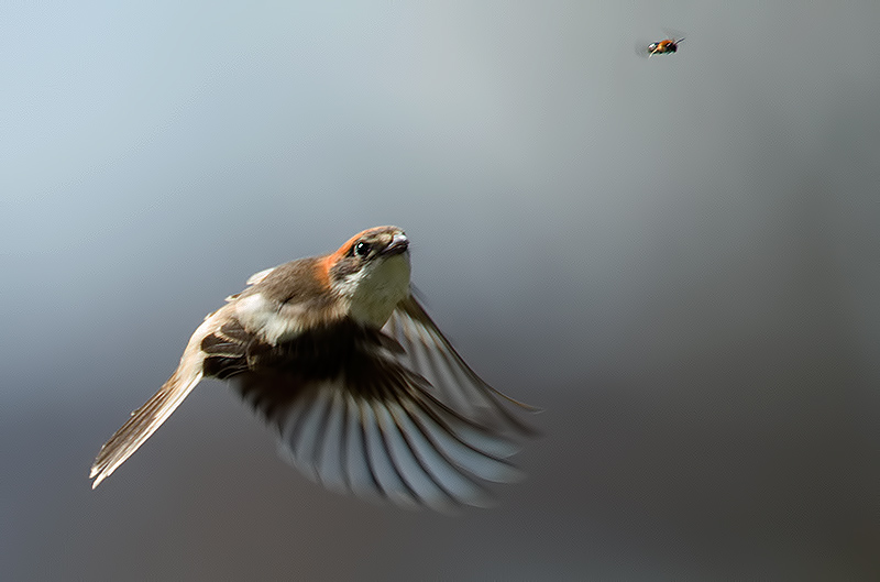Woodchat shrike