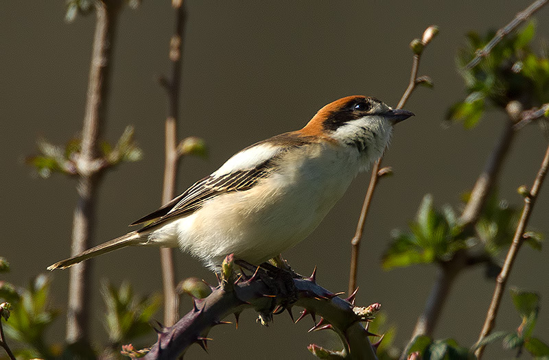Woodchat shrike