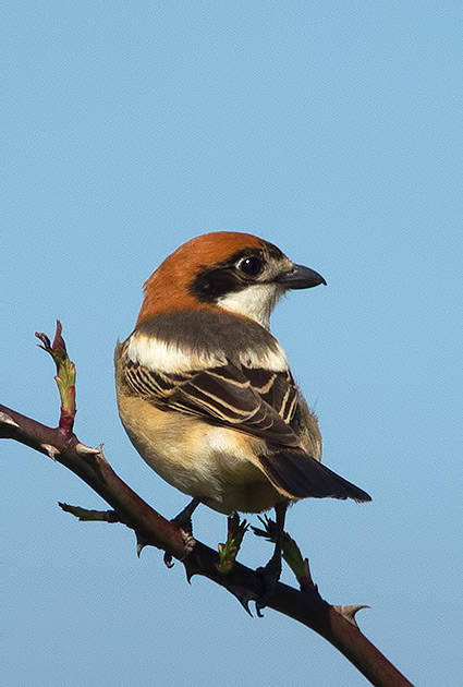 Woodchat shrike