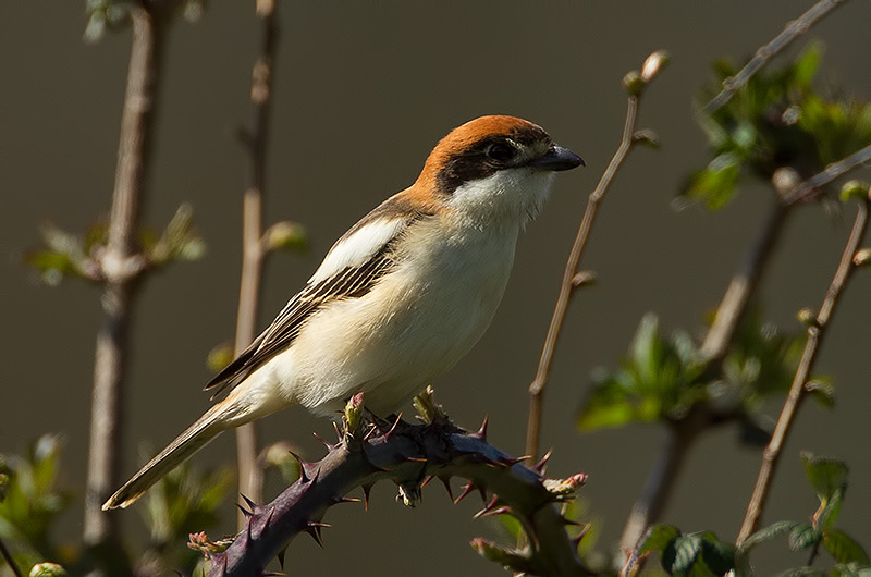 Woodchat shrike