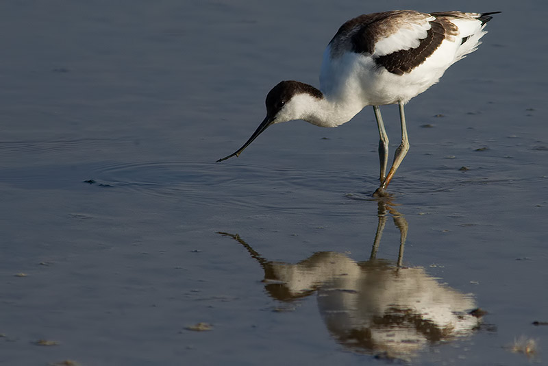 avocet