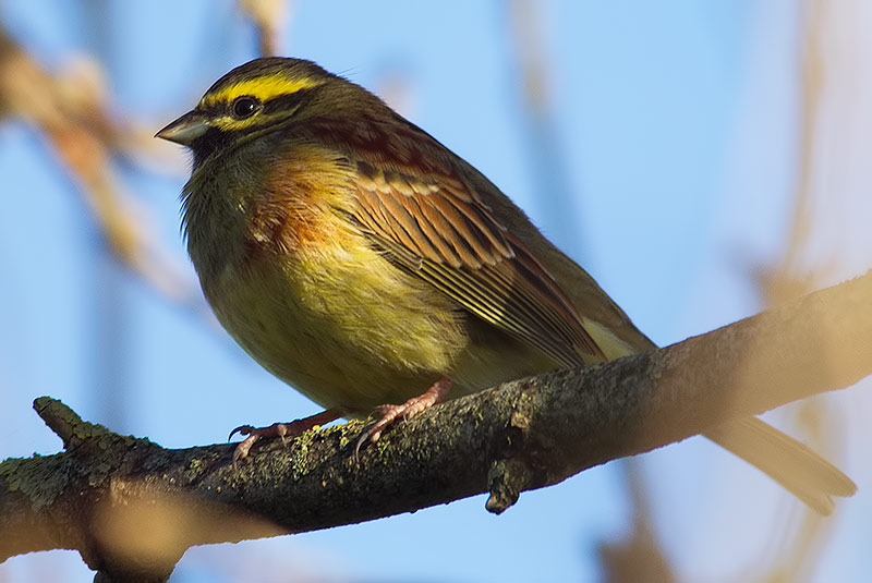 cirl bunting