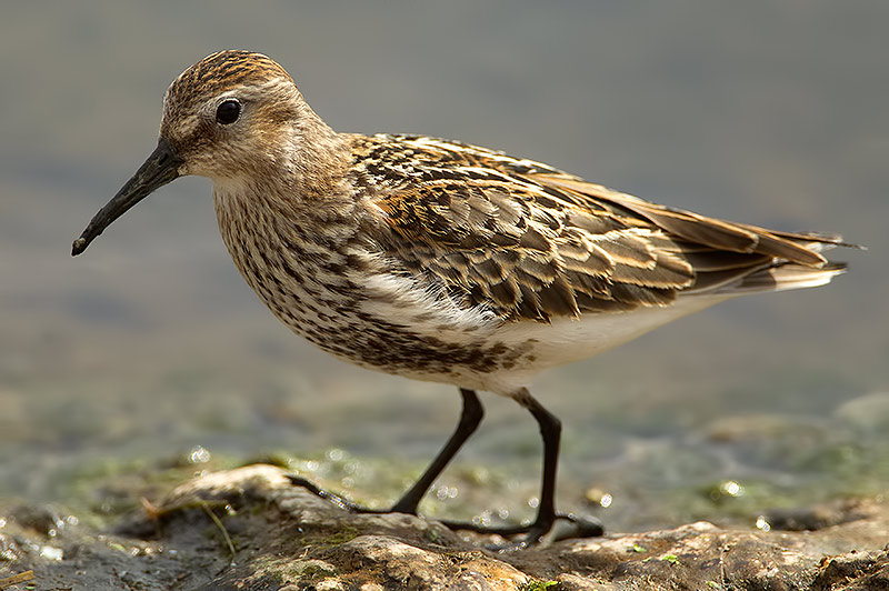 dunlin
