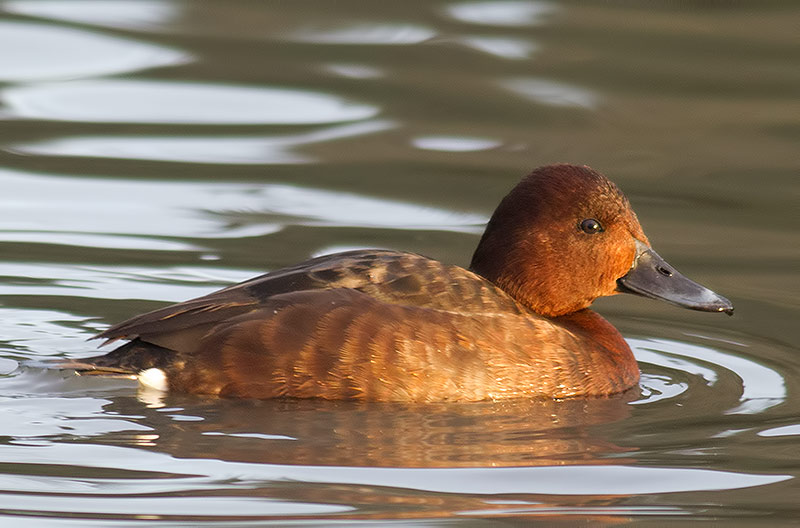 ferruginous duck