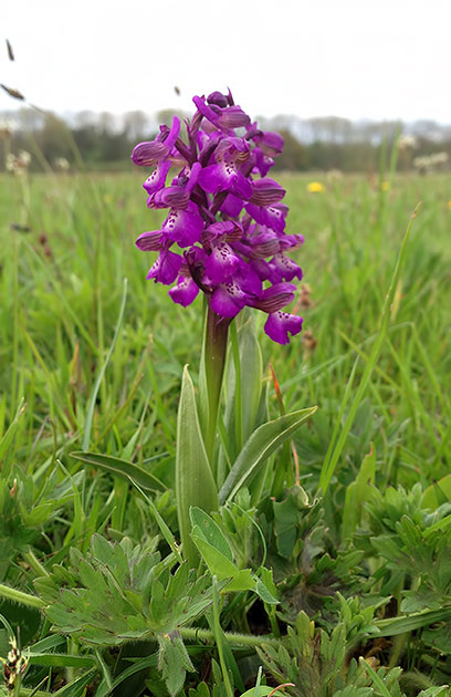 green-winged orchid