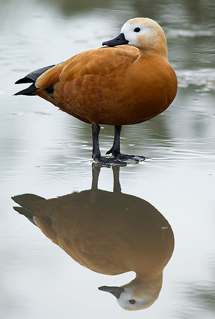 ruddy shelduck
