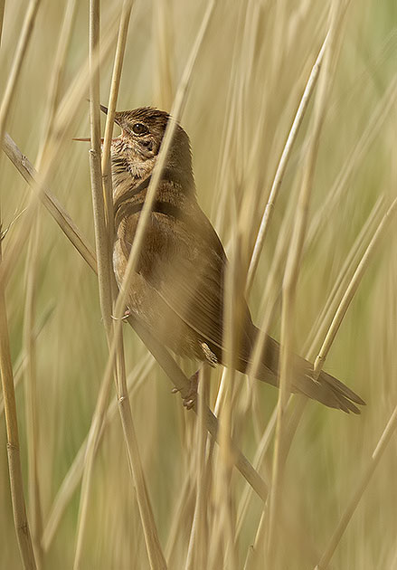 Savi's warbler