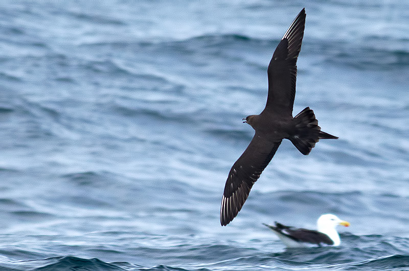 Arctic skua