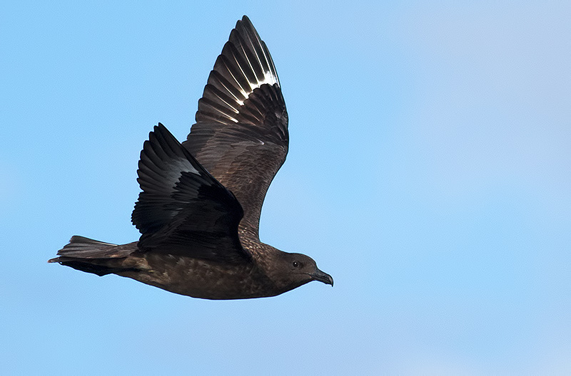 great skua