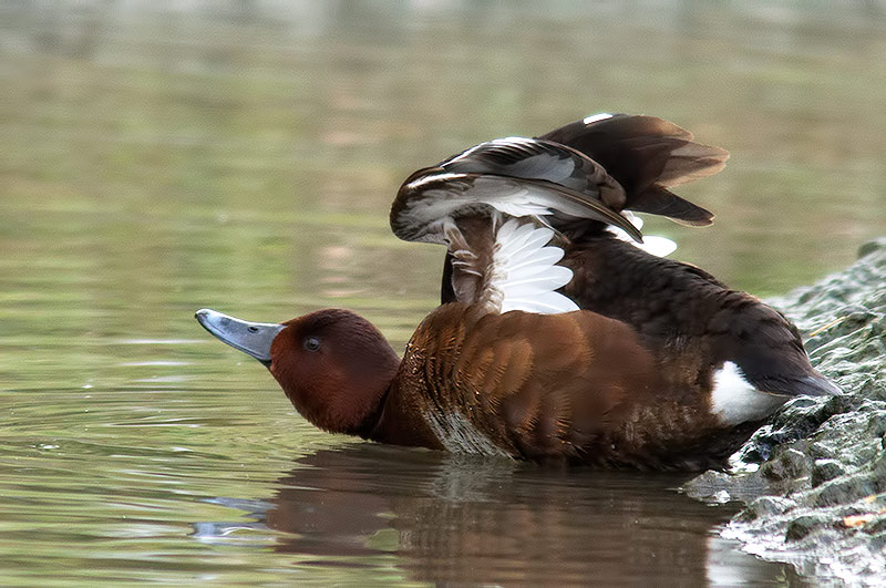 ferruginous duck